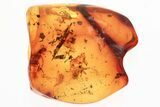 Fossil Fungus Beetle (Corticariinae) and Plant Debris in Baltic Amber #357770-1